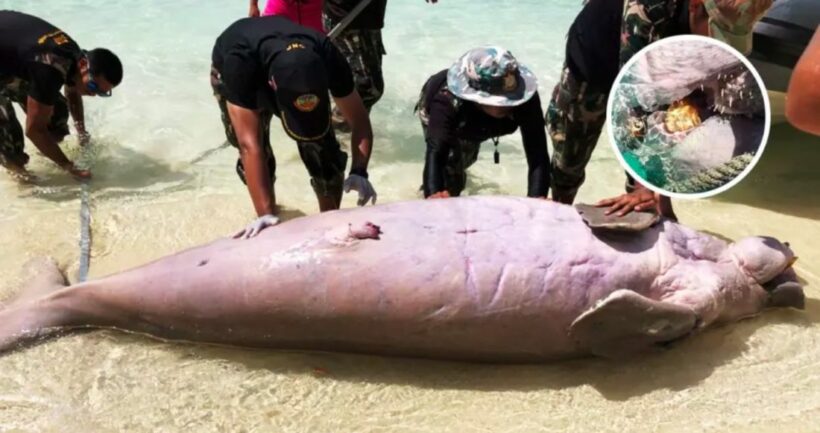 พบพะยูนตายกลางทะเลกระบี่อีกตัว นักอนุรักษ์หวั่นโดนล่าทำของขลัง | The Thaiger