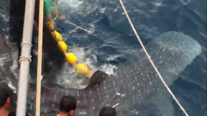 น่าชื่นชม! เรือปล่อยฉลามวาฬ 3 ตัวคืนทะเล หลังพบติดอวนใกล้เกาะพีพี | The Thaiger