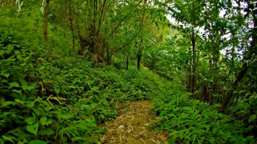 Human bones found in Srisoonthorn, Phuket