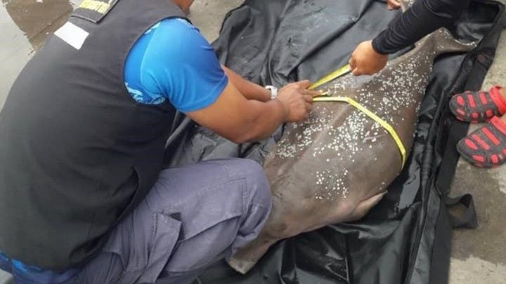 Dead dugong, dolphin found off southern Thai beaches