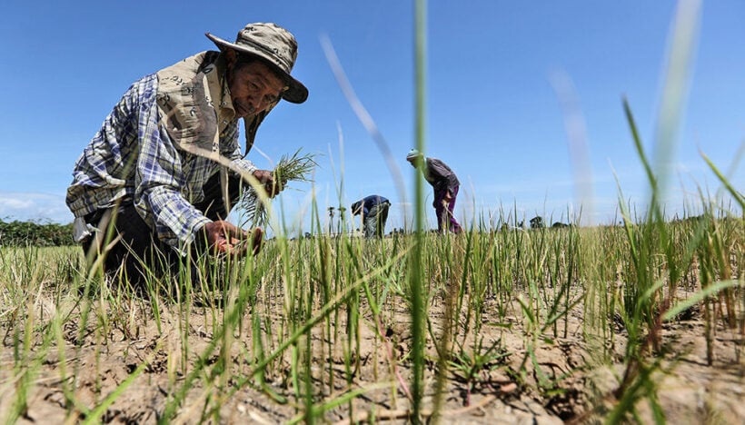 “Worst drought in living memory”, Thai farmers in the north