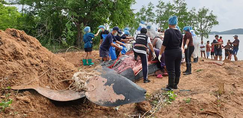 Sperm Whale found on Krabi beach had digested plastic bottles