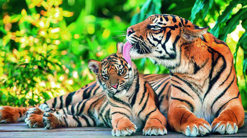 Leonardo DiCaprio praises Thailand for efforts to increase the population of wild tigers