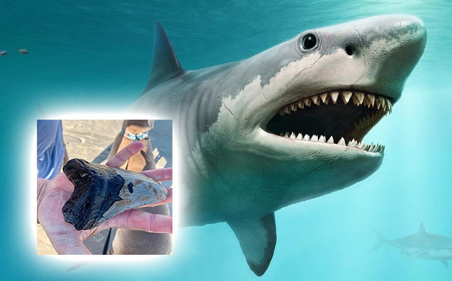 หนุ่มมะกันพบซากฟอสซิลฟัน MEGALODON ฉลามยักษ์ดึกดำบรรพ์ | The Thaiger