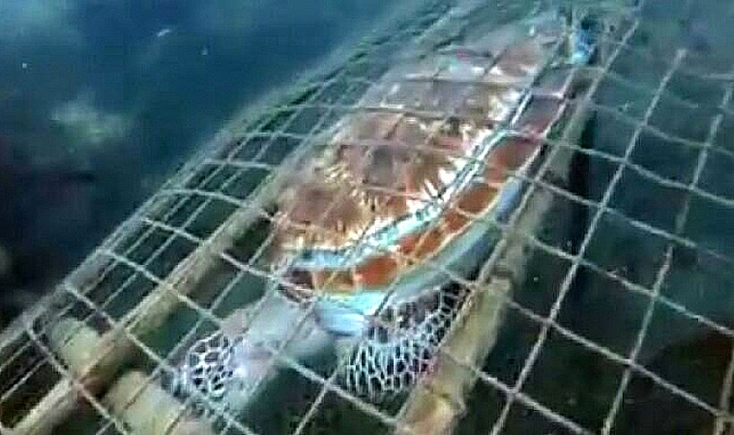 Green sea turtle found dead in a fish trap off Krabi national park