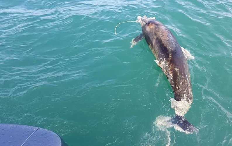 Pattaya netizens seething over dead dolphin | The Thaiger