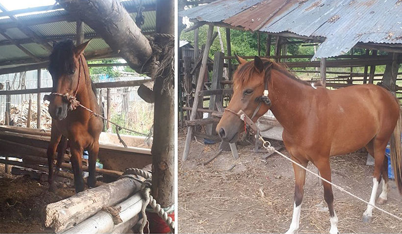 Pattaya man in custody for killing horses and selling horse meat