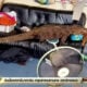 What did this Bangkok homeowner find on their couch? | The Thaiger