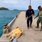 Autopsy on dead 15 year old Hawksbill sea turtle held today | Thaiger