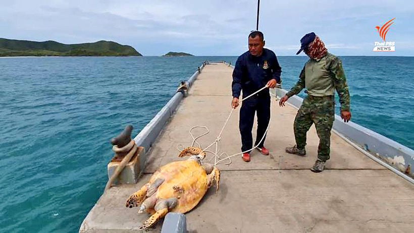 Autopsy on dead 15 year old Hawksbill sea turtle held today