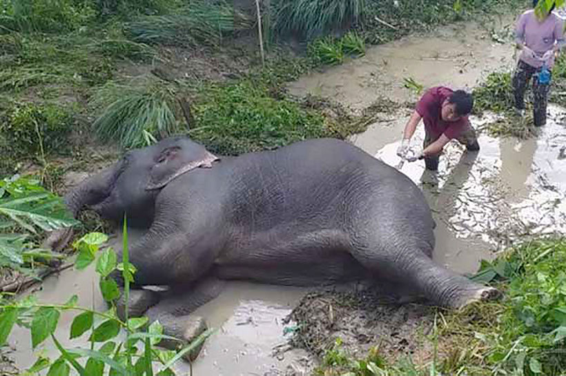 7 year old elephant dies after being hit by truck