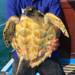 Injured sea turtle rescued by tour boat operator in Phuket &#8211; VIDEO | Thaiger
