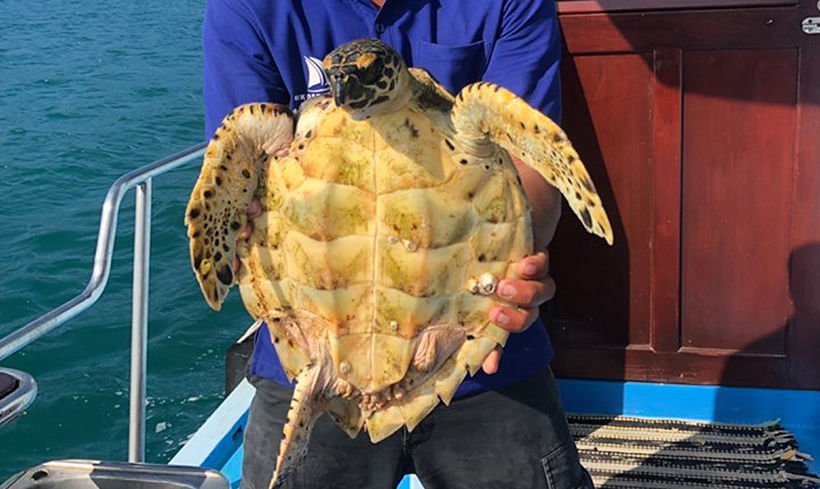 Injured sea turtle rescued by tour boat operator in Phuket – VIDEO