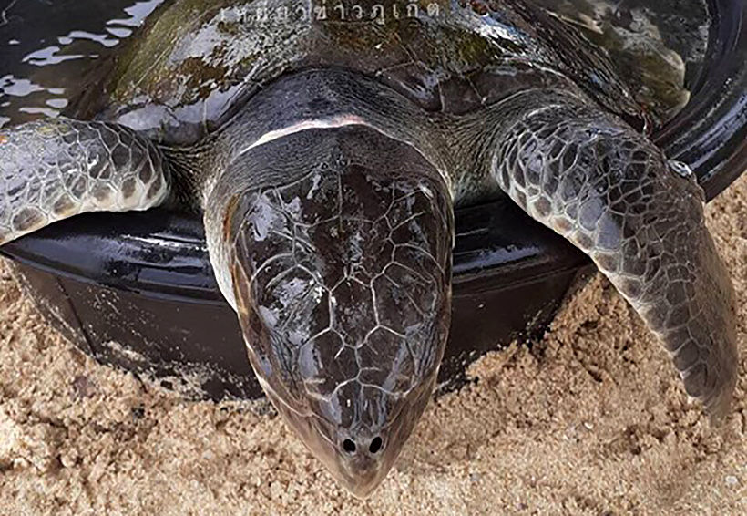 Turtle rescued on Nai Harn Beach, Phuket