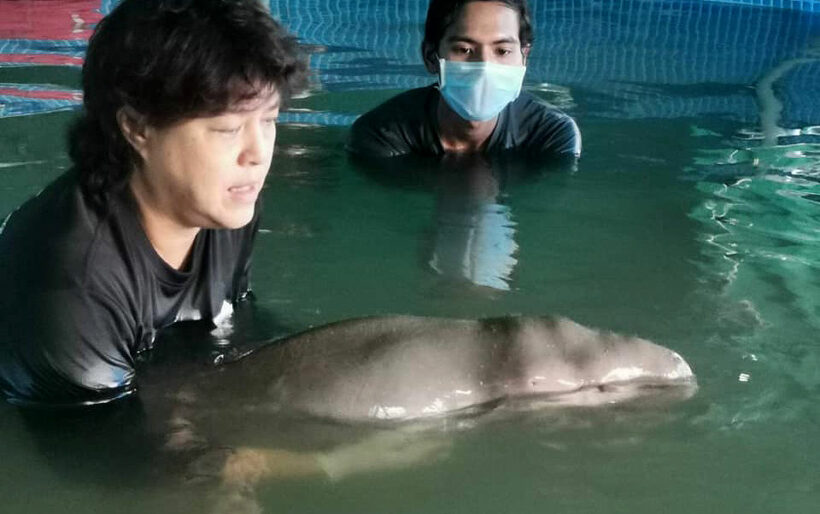 Environment Ministry wants to increase dugong populations by 50% over a decade