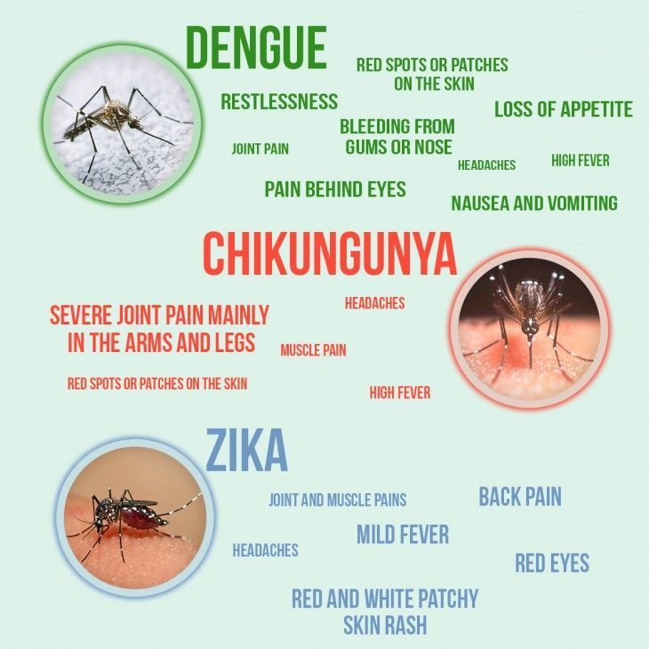 Chikungunya virus mutates - "mosquitoes can carry chikungunya and