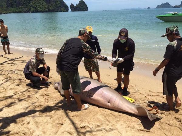 25 year old dugong washes ashore in Krabi