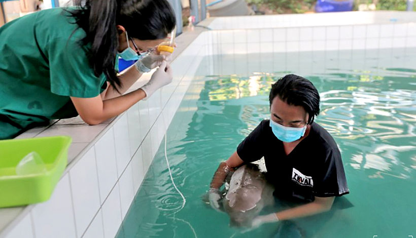 Phuket marine vets report on the progress of dugong calf ‘Yamil’