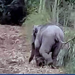 Young elephant injured by trap in Rayong | Thaiger