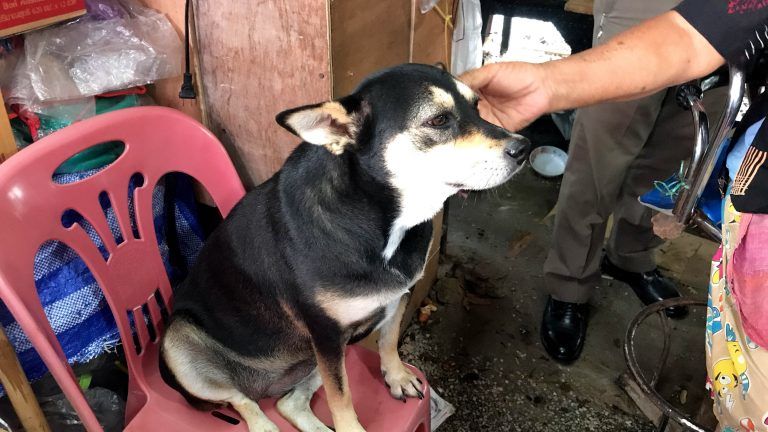 Market trader in Hua Hin kills security man for yelling at his dog