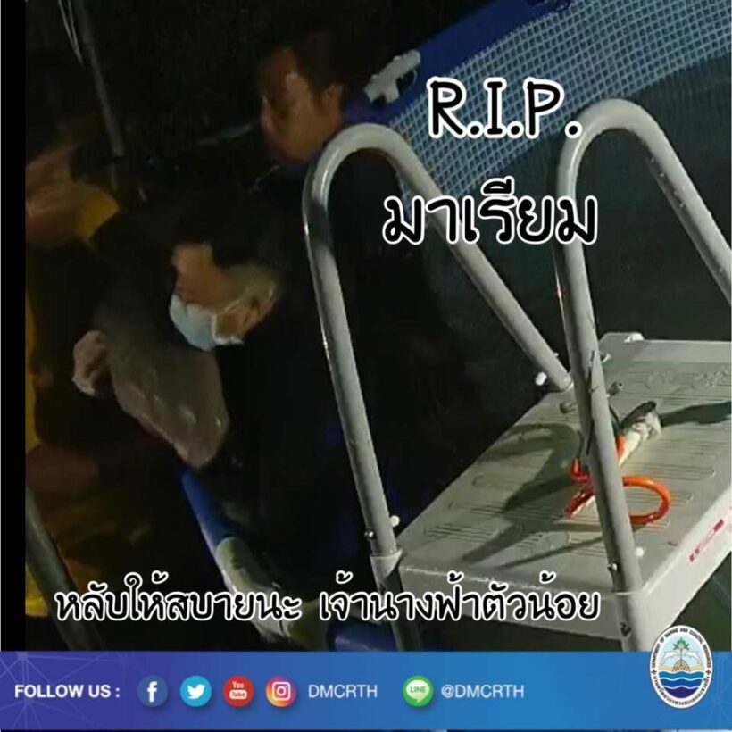 สุดเศร้า พะยูนน้อย “มาเรียม” ตายแล้ว | The Thaiger