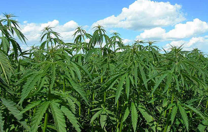 Thai farm grows other crops to disguise marijuana farm