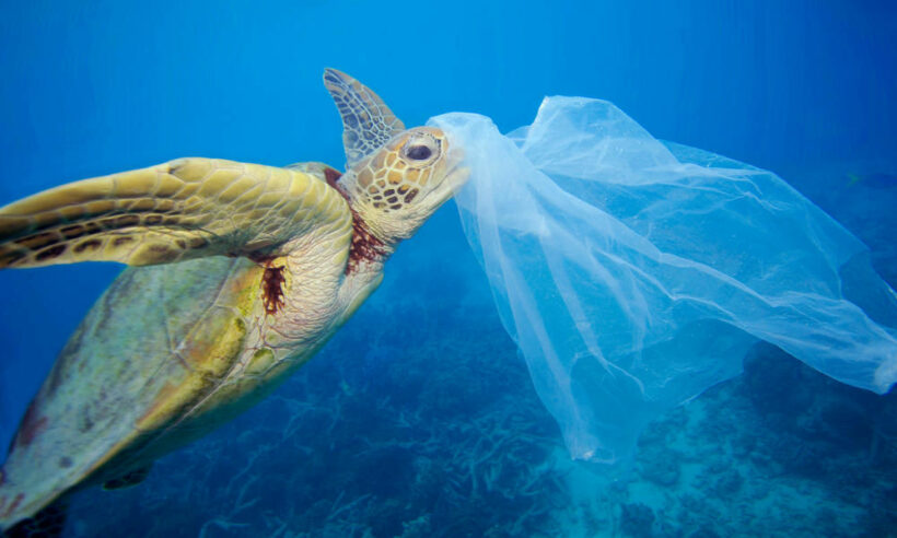 Calls for total ban on use of single-use plastic bags