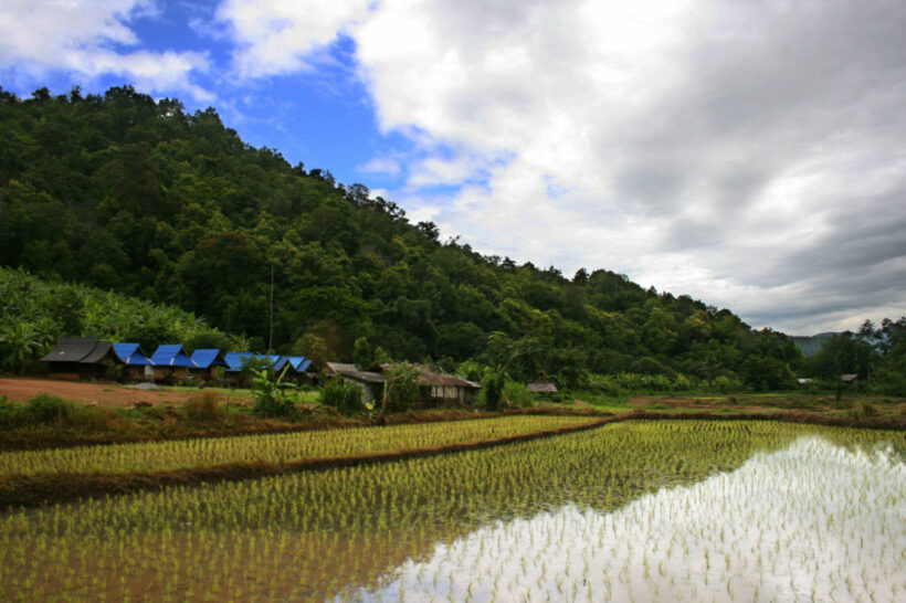 Rice traders blame strength of Thai baht for hurting exports