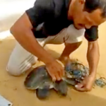 Phuket villager braves the surf to rescue tangled turtle | Thaiger