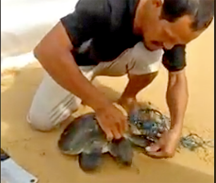 Phuket villager braves the surf to rescue tangled turtle