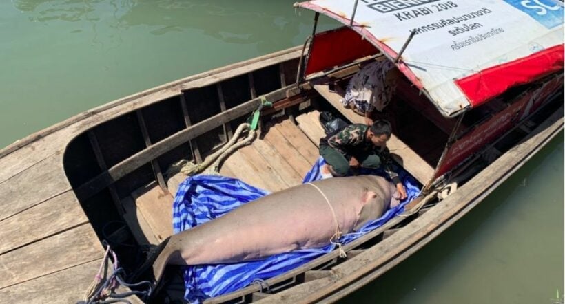 เศร้า! พบพะยูนตายเพิ่มอีกวันนี้ ที่อ่าวต้นไทร กระบี่ | The Thaiger