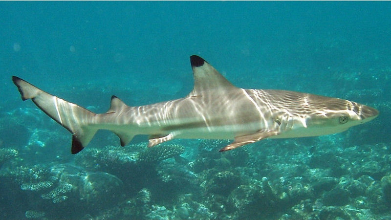 Biologist calls on Thailand to list all sharks as endangered