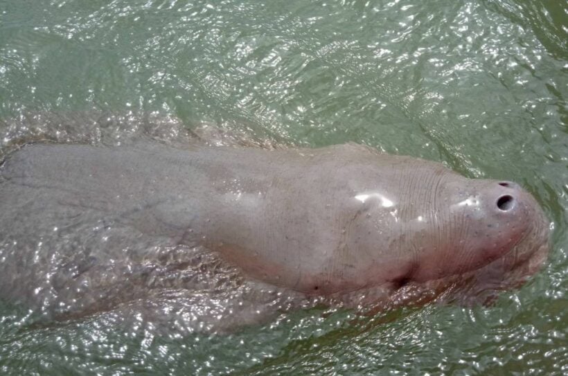 Another baby dugong dies in Thailand