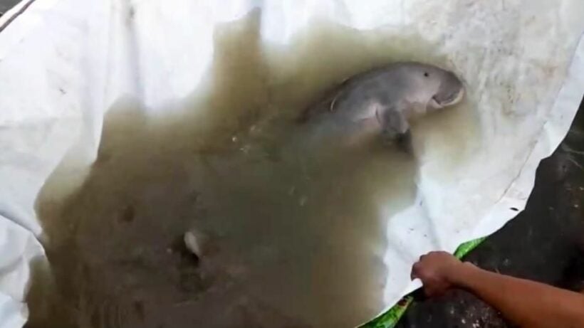 Another baby dugong dies in Thailand | News by Thaiger