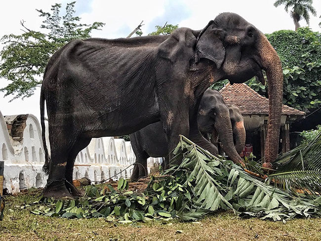 เผยภาพสุดเวทนา ช้างชราถูกใช้ร่วมขบวนแห่ ผอมหนักหุ้มกระดูก | The Thaiger
