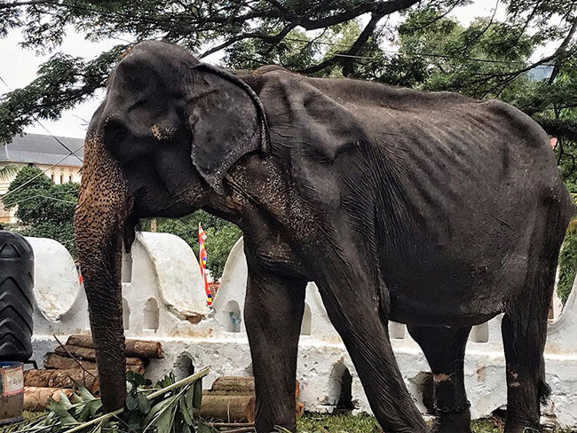 เผยภาพสุดเวทนา ช้างชราถูกใช้ร่วมขบวนแห่ ผอมหนักหุ้มกระดูก | News by The Thaiger