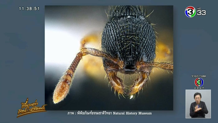 พบ ‘มดอาจารย์รวิน’ มดสายพันธุ์ใหม่ ในไทย มีลักษณะเด่นแตกต่างจากมดอื่นๆ | The Thaiger