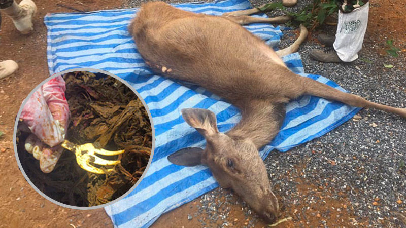 Dead deer found in Thai national park with 3 kilos of plastic bags in its stomach