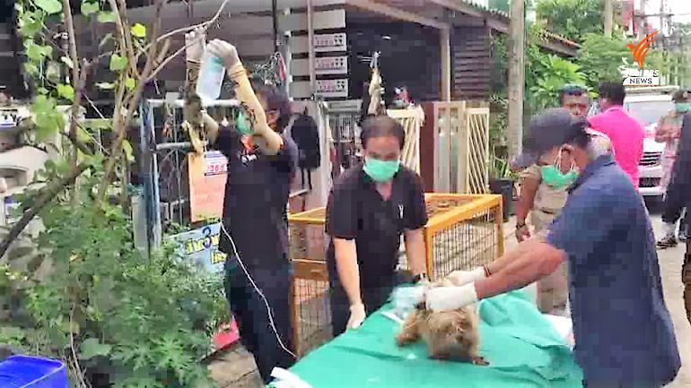 Four dogs rescued in north of Bangkok after being starved for a month