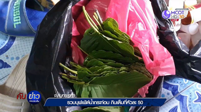 รวบต่างด้าว เปิดธุรกิจบุฟเฟ่ต์น้ำกระท่อม หัวละ 50 ดื่มไม่อั้น | News by The Thaiger