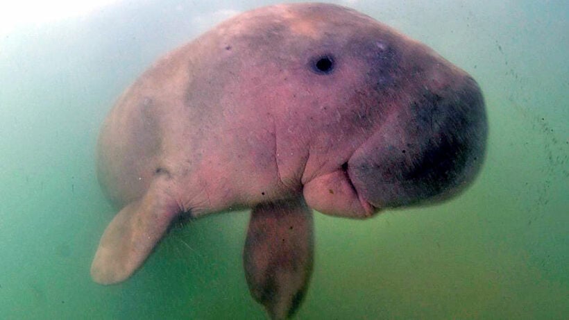 Dugong Dugon Biomechanics In