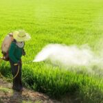 Thai farmers reluctant to scale down use of &#8216;toxic&#8217; herbicides | Thaiger
