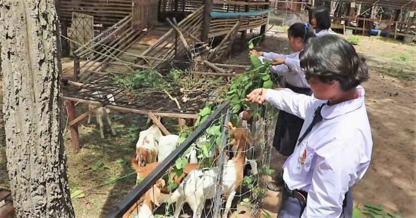 How to raise rats and other livestock: lessons from a north-eastern school