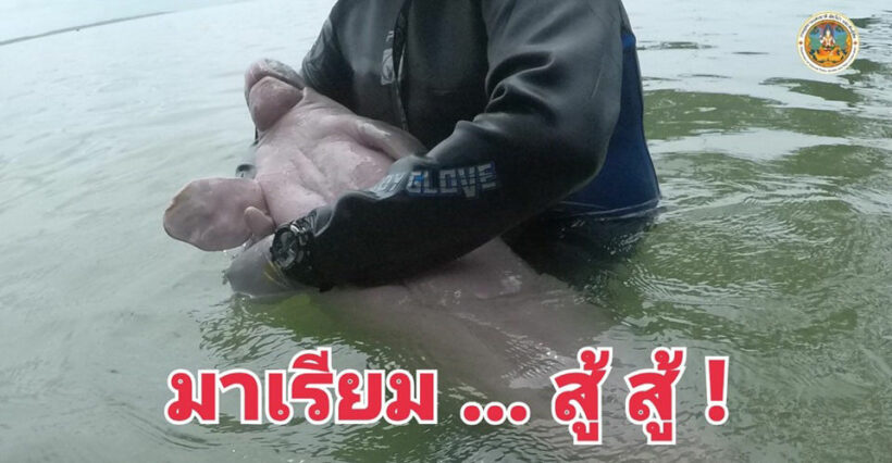 มาเรียม ช็อครอบ 2 สัตวแพทย์เฝ้าระวังตลอด 24 ชั่วโมง พร้อมย้ายที่อยู่ | The Thaiger