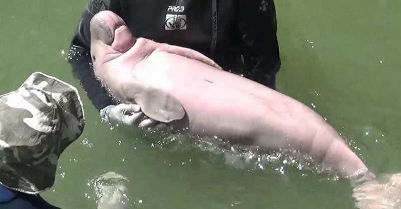 Another dead dugong found off the coast of Trang