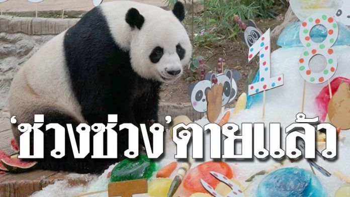 เศร้า แพนด้า ‘ช่วง ช่วง’ ลาโลกแล้ว สวนสัตว์เชียงใหม่เตรียมแถลงเหตุการตาย | The Thaiger