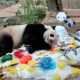 Chiang Mai’s favourite giant panda, Chuang Chuang, has died | The Thaiger