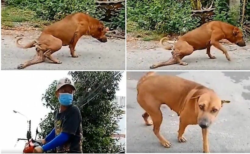 Thai street dog goes viral with “fake” injury