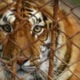 More than half of the tigers moved from the Tiger Temple have died | The Thaiger