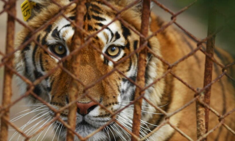 More than half of the tigers moved from the Tiger Temple have died